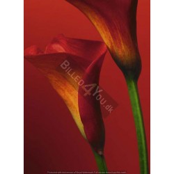Røde Calla Liljer - 183 x...